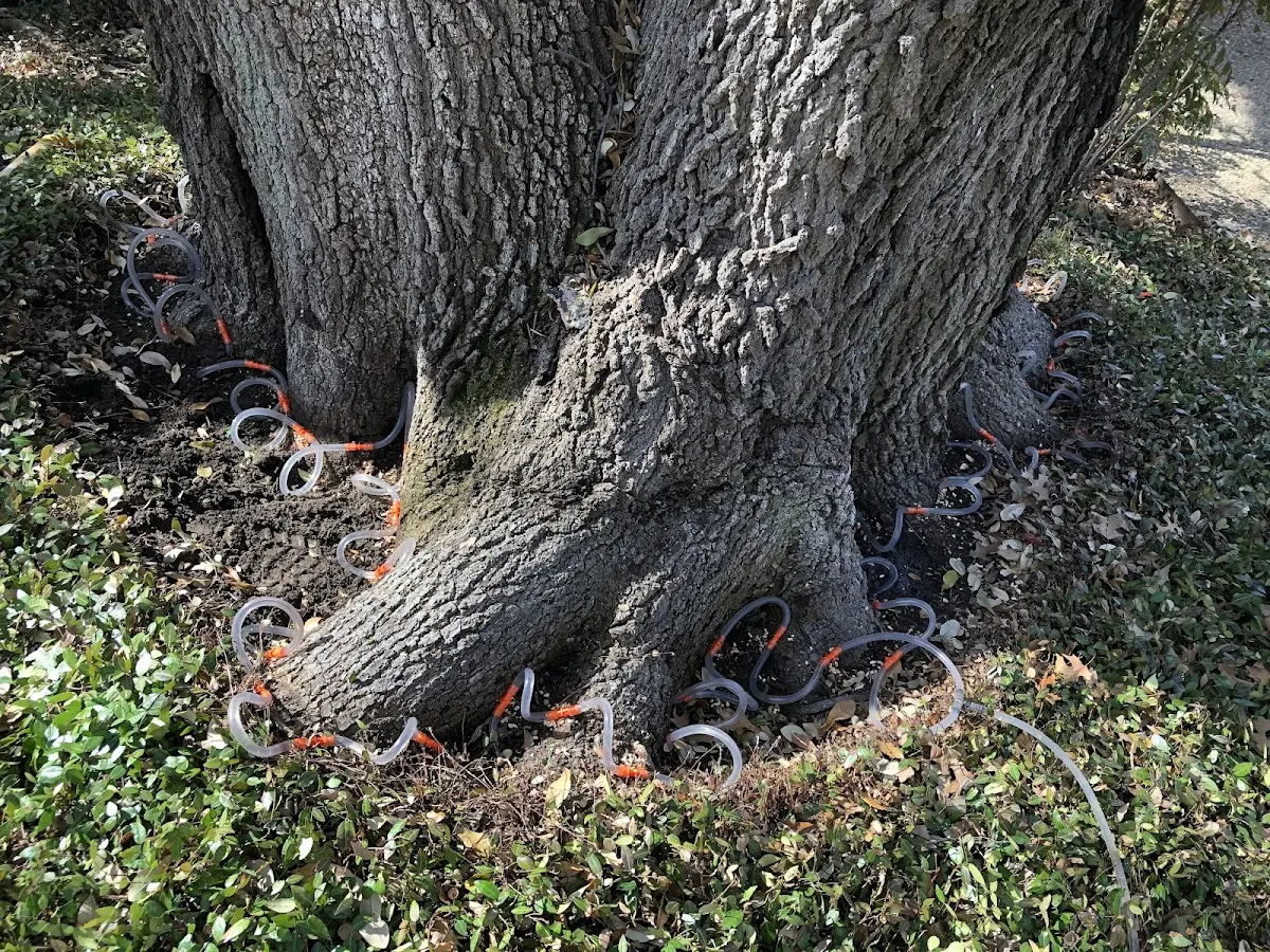 Detailed Tree Cabling and Bracing job site in Emmaus