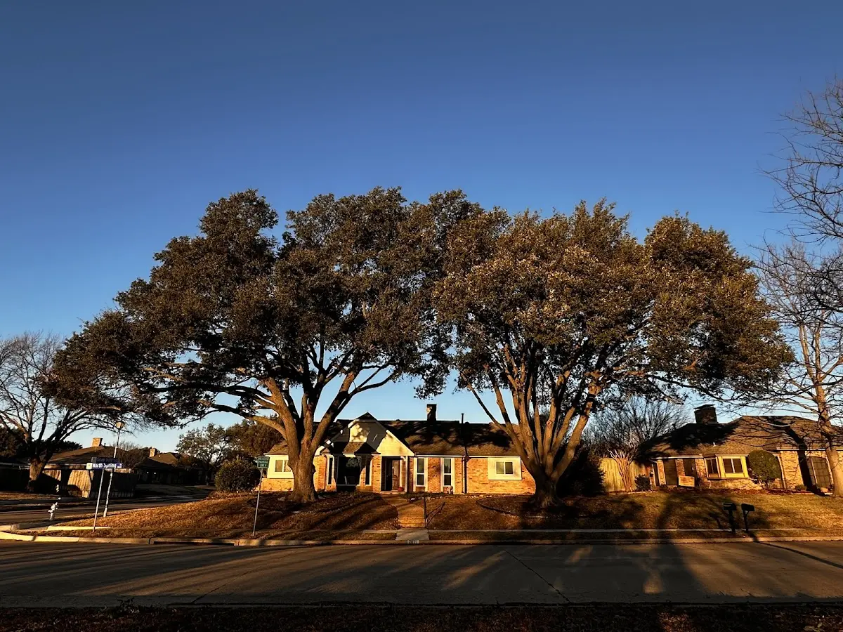 Established residential canopy tree shading a home in Emmaus